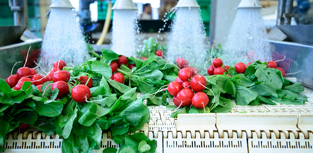 Radishes being washed on conveyor belt on industrial washing line.